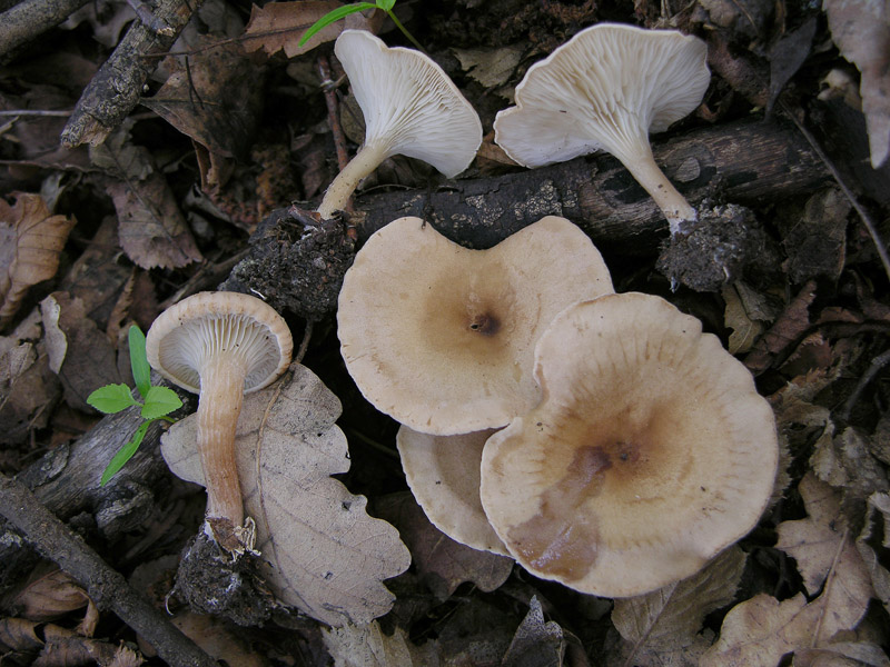 Clitocybe da determinare (cfr. Clitocybe gibba)